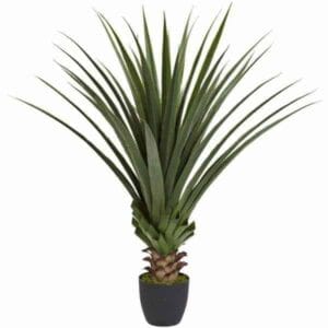 Agave Nectar