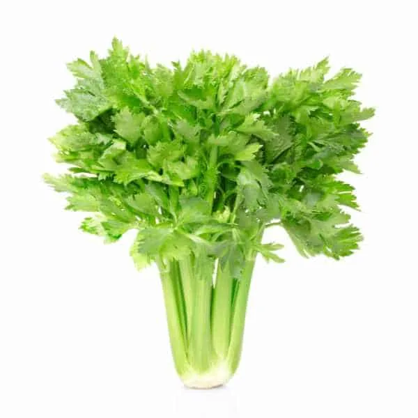 Celery