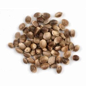 Hemp Seeds