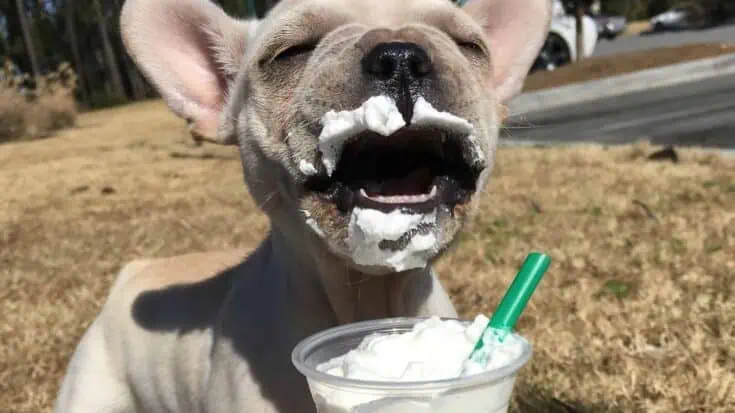 Starbucks Secret Menu Puppucino Recipe