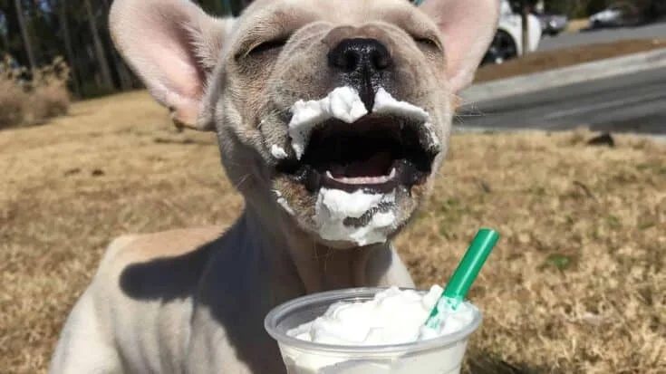 Starbucks Secret Menu Puppuccino 4 Starbucks Secret Menu Puppucino Recipe