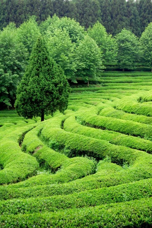 What Is Matcha Green Tea Powder? 2 Japanese Tea Plantation