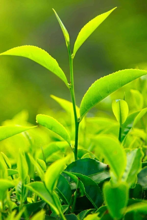 What Is Matcha Green Tea Powder? 3 Matcha Tea Leaves Closeup